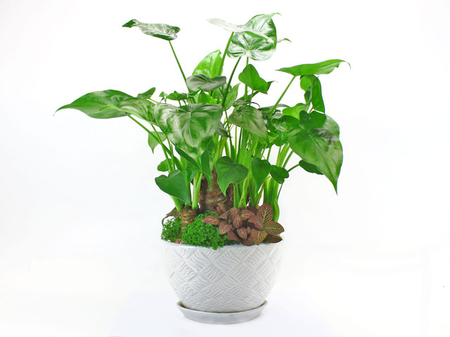 Flower Shop Plants - Green Plant 1 - L36047 Photo